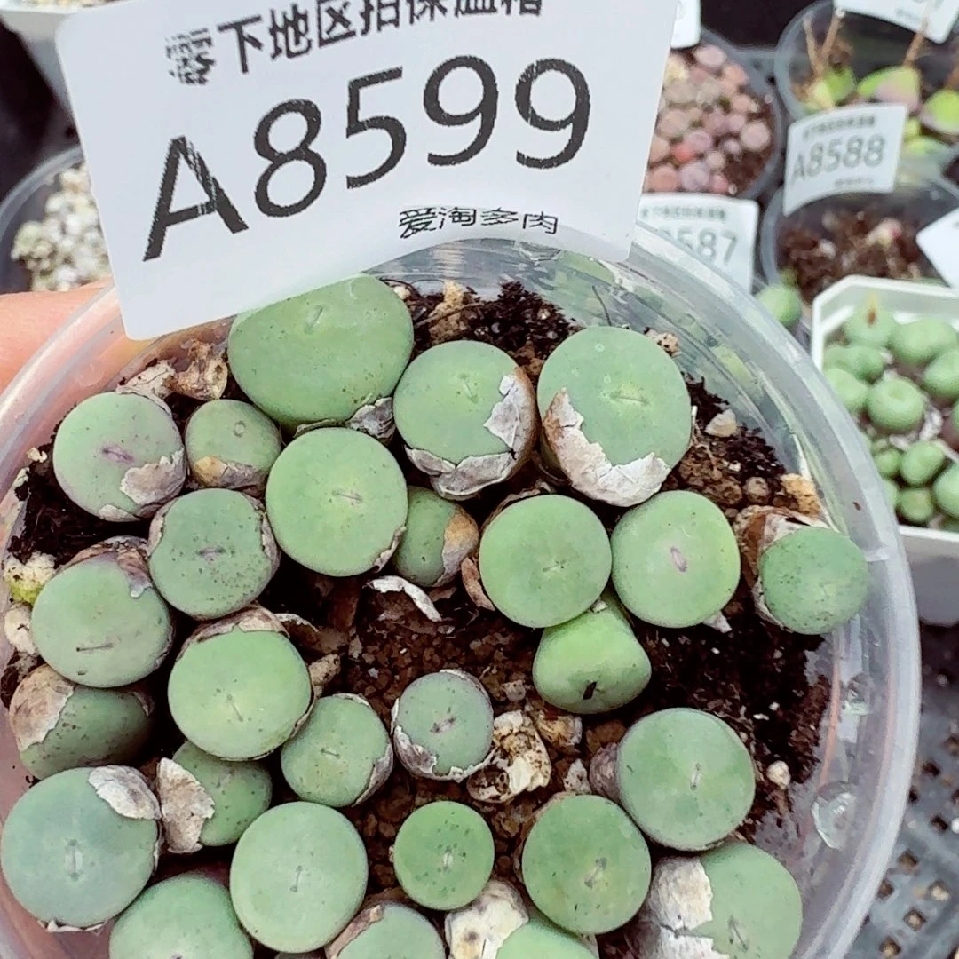 8599——零下地区需拍保温箱