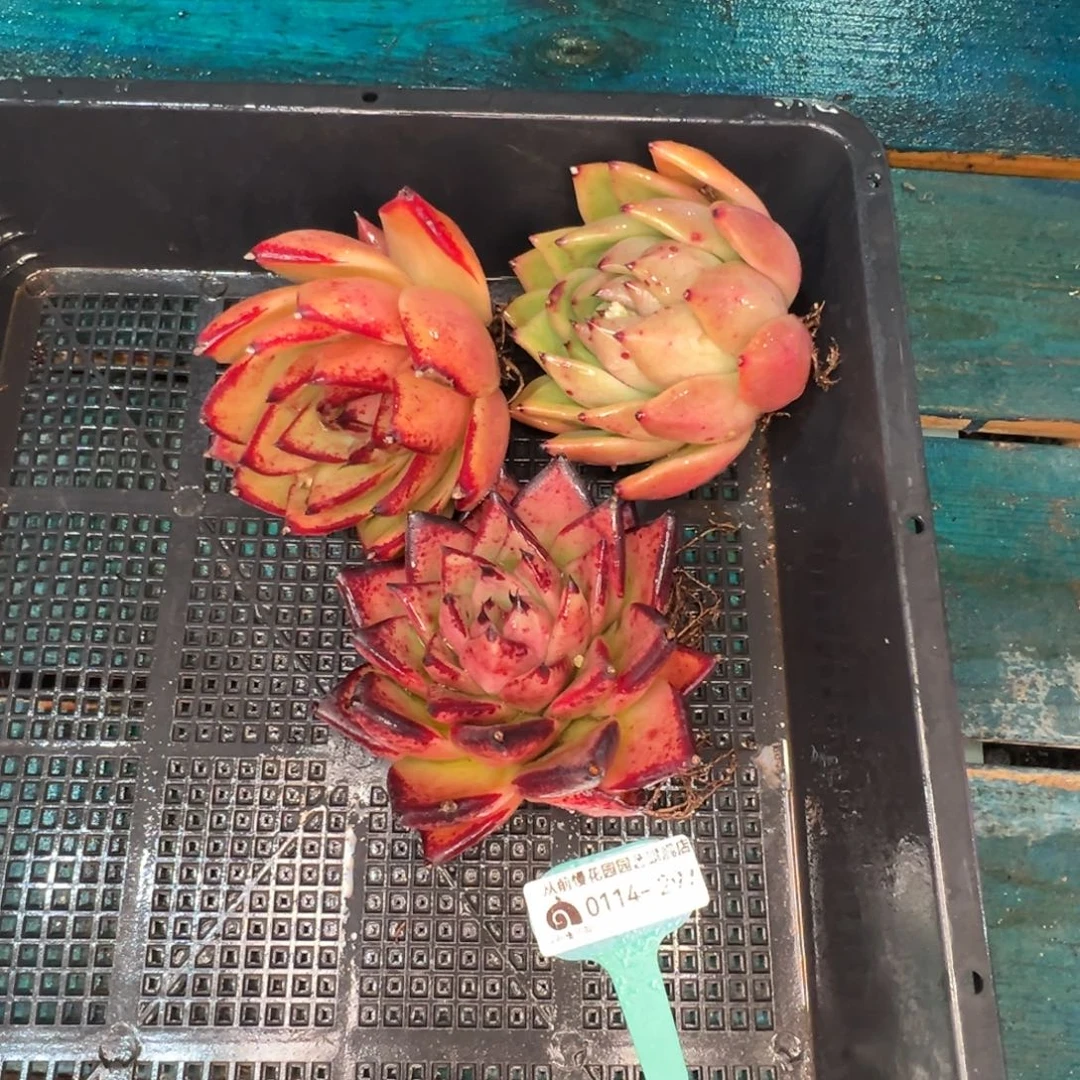 从前慢多肉精选编号0114.297