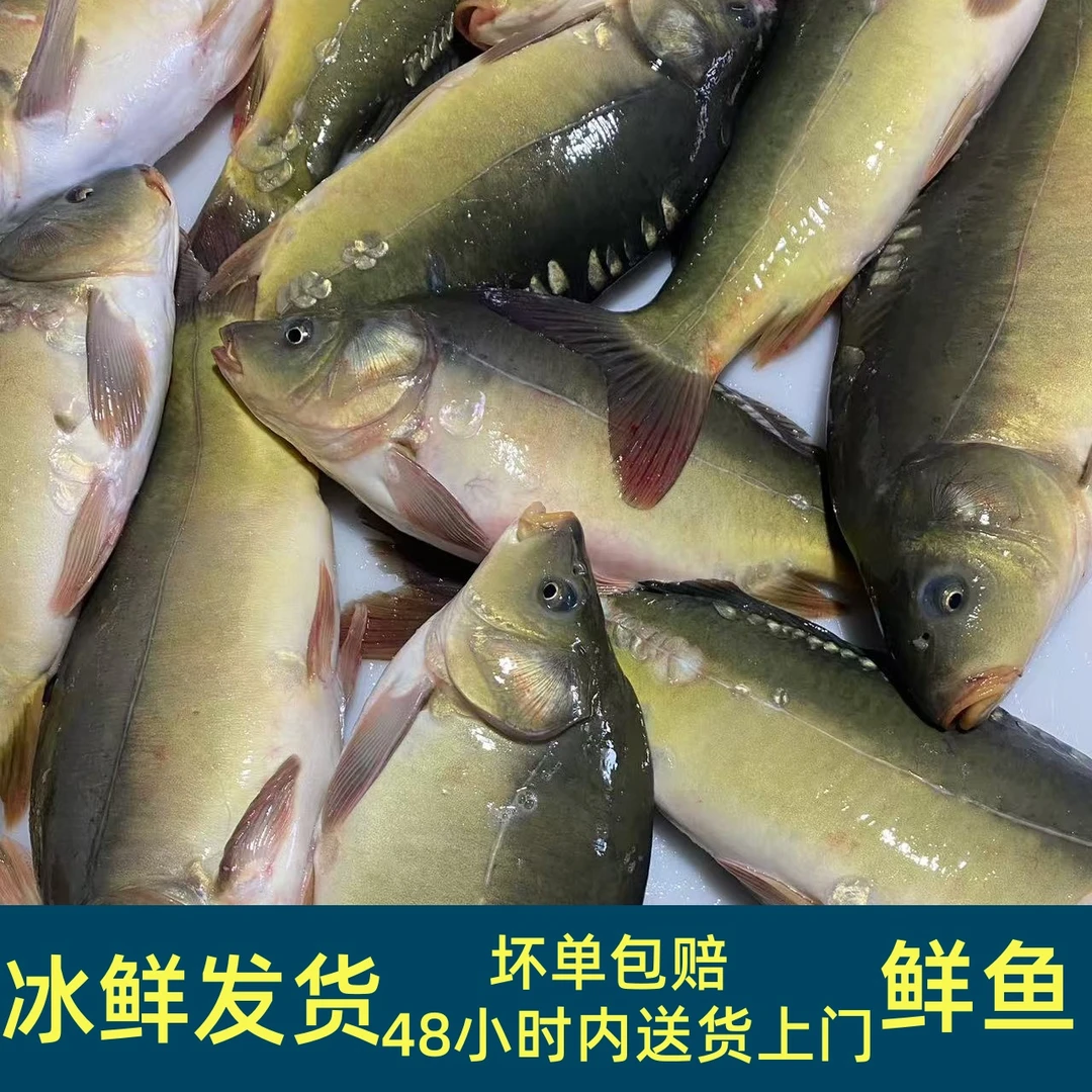 【顺丰空运】东北三道鳞鱼淡水鱼肉质鲜美冰鲜发货