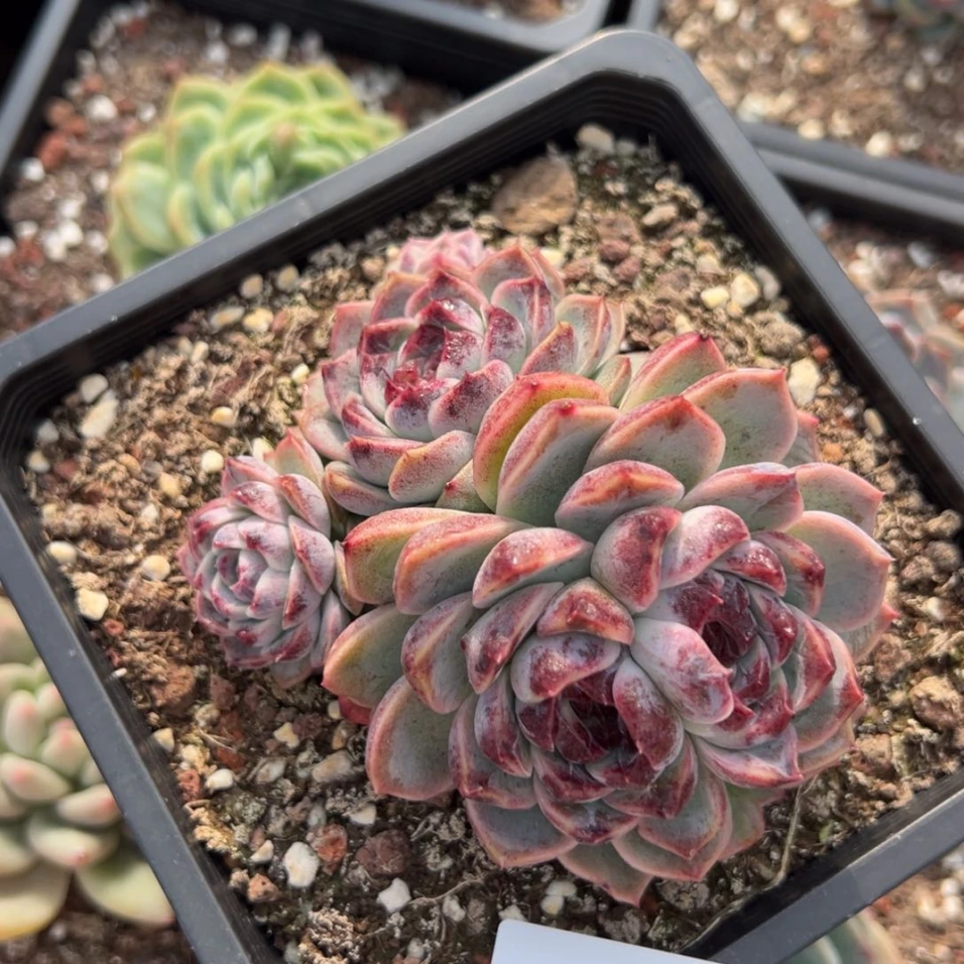 伊*4890肉肉肉肉肉肉肉肉