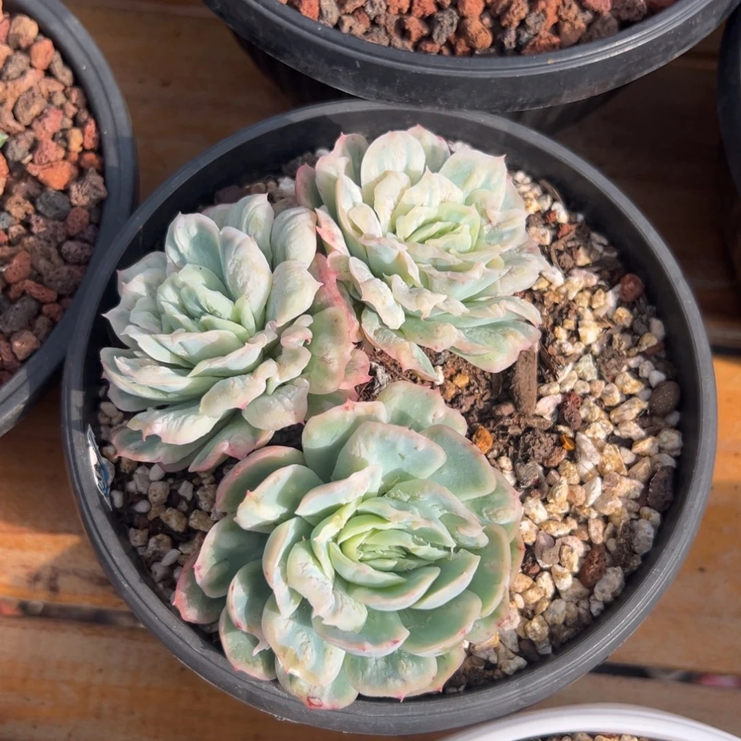 多肉泡泡纱裙【非偏远满18包邮】