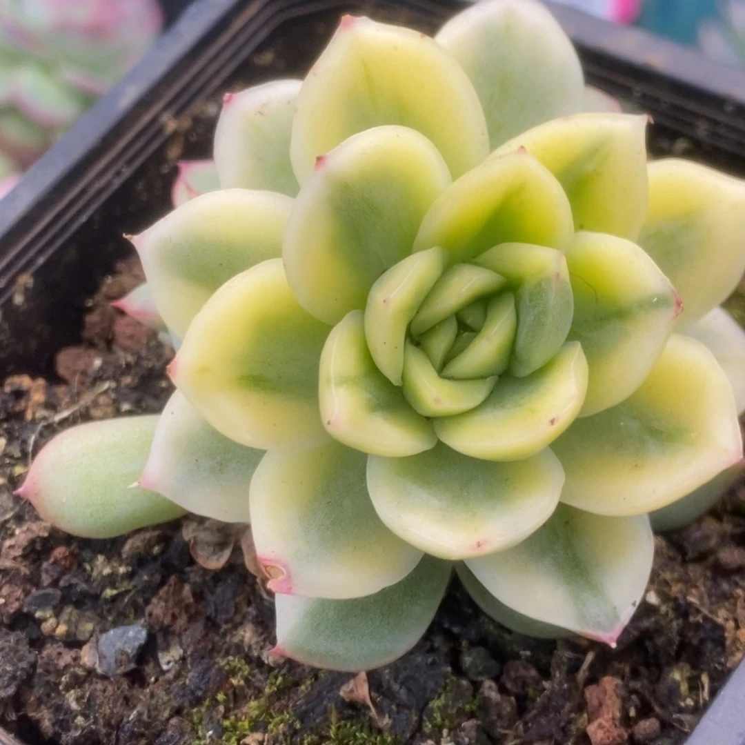 150东云杂锦锦锦锦锦