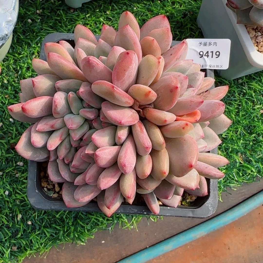 爱丽儿缀化，9419多肉