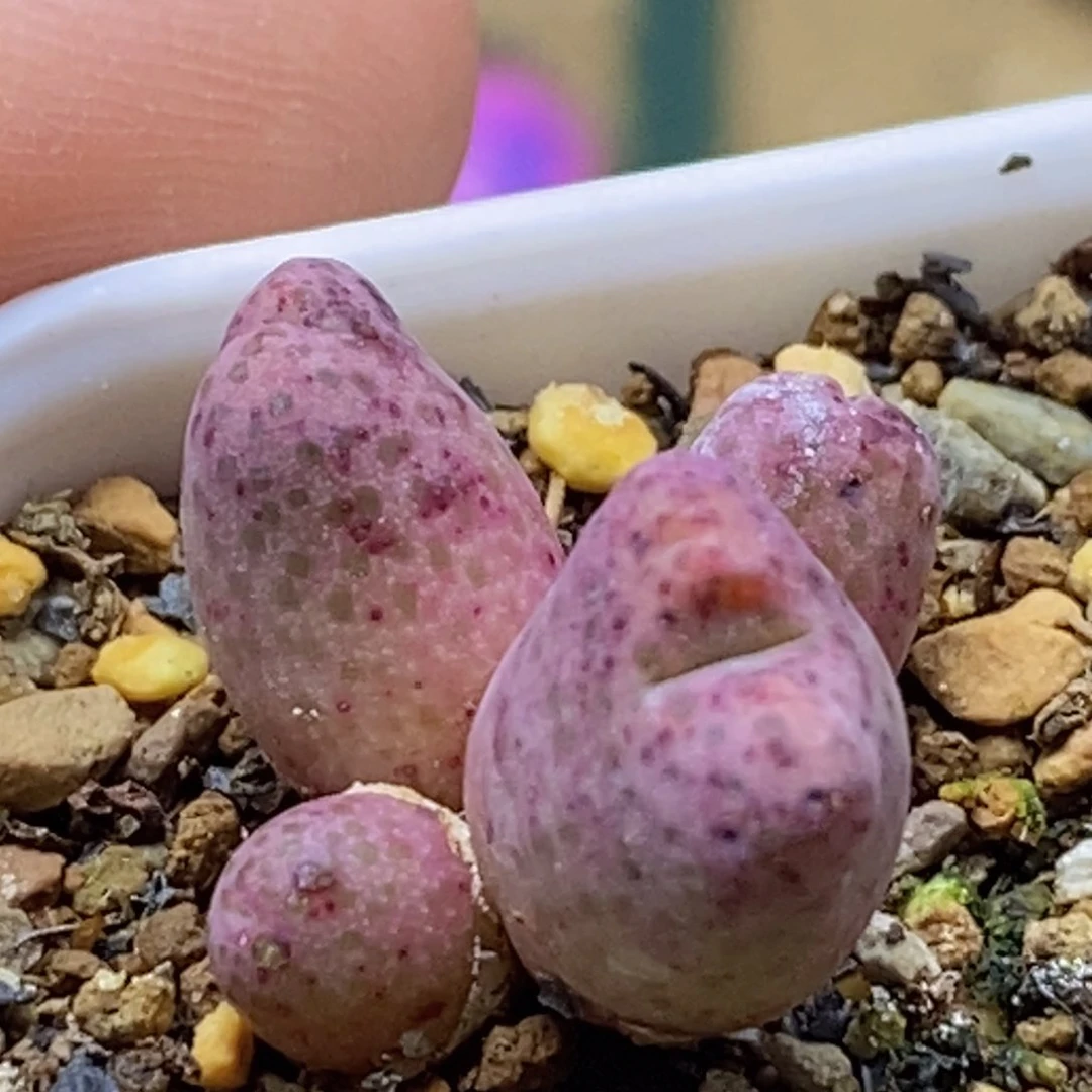 青蛙955dbanma一颗