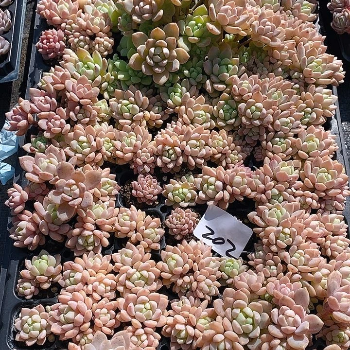 202 多肉植物盆栽花卉植物