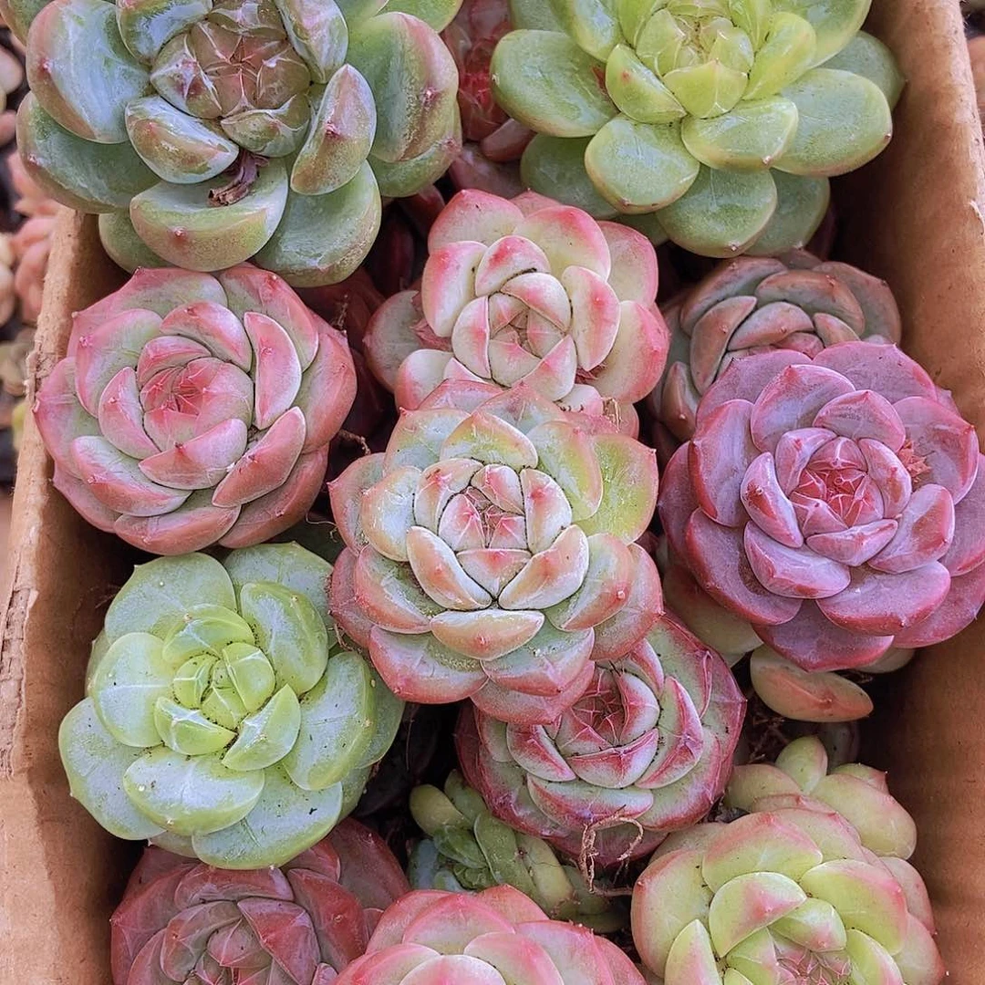 000000000000002量拍保底20颗