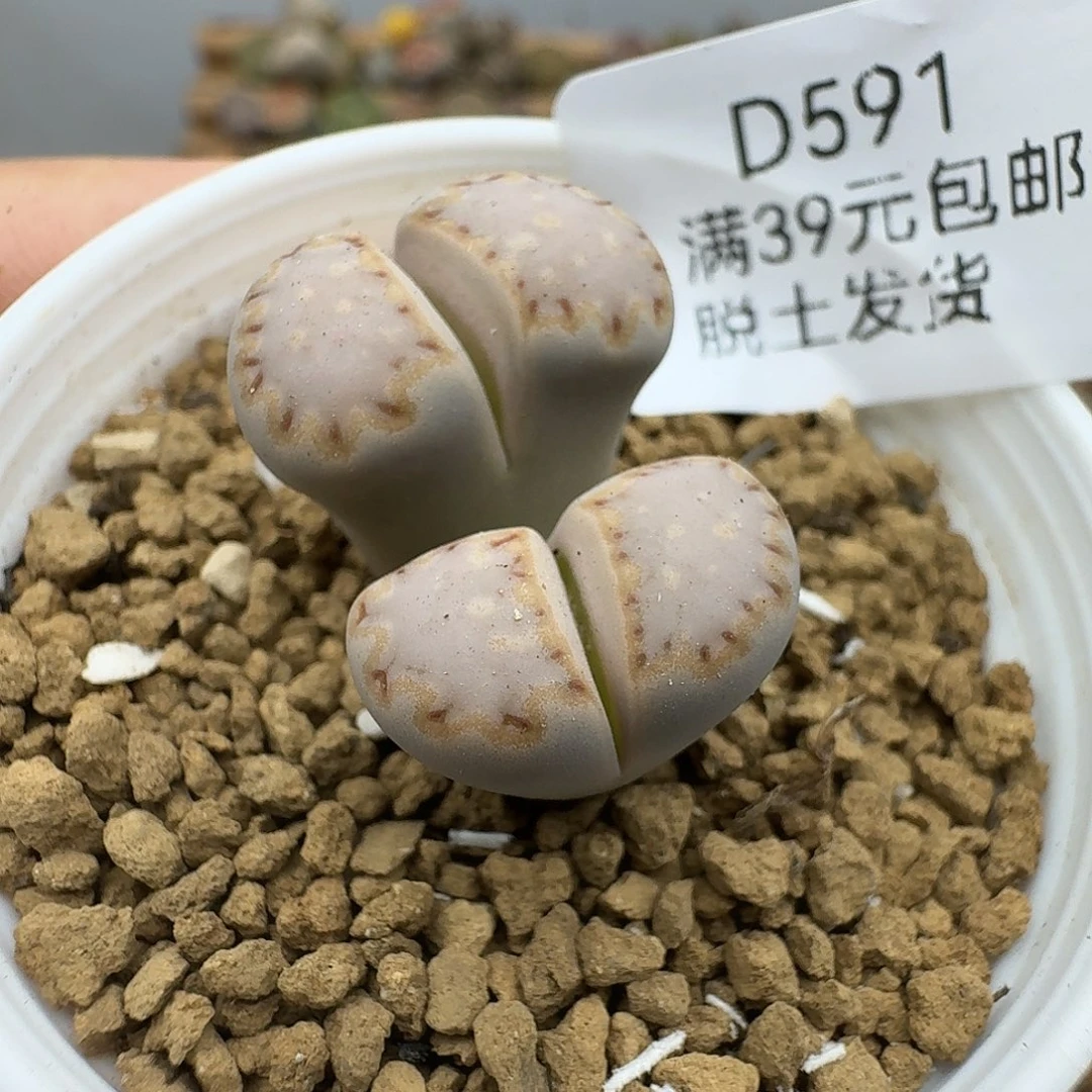 591多肉哈哈哈哈哈哈哈