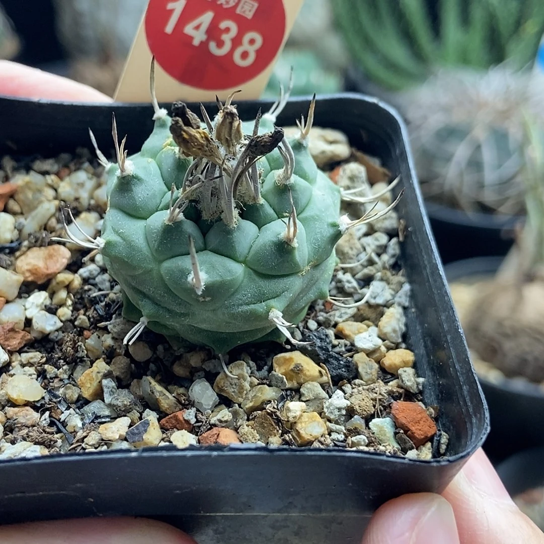 实生优选老娇丽3.2cm