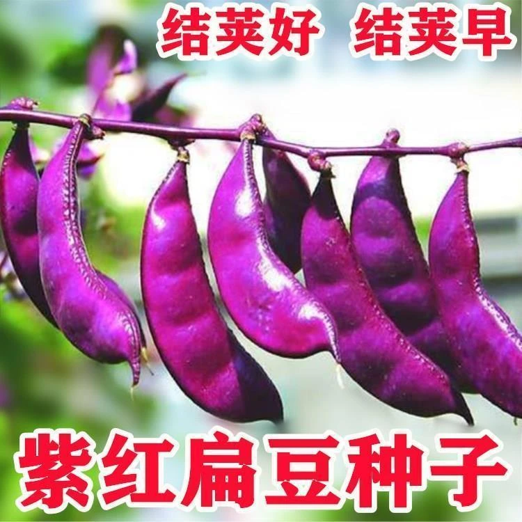 摘不败紫红眉豆种子 全红扁豆高产抗病家庭种植春秋绿色蔬菜