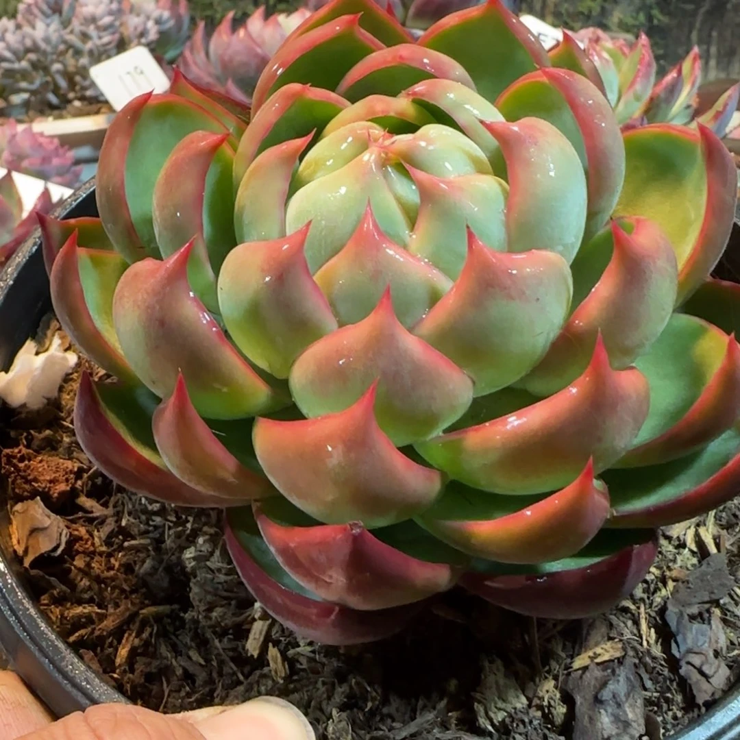 火焰惊鸿一物一拍包装收缩花旱