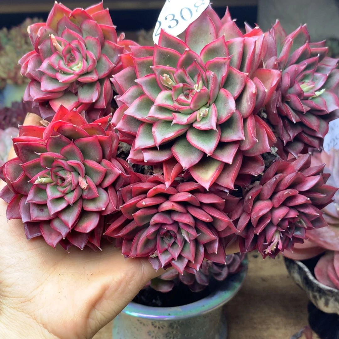 乔*板2308杂交精品基地15厘米