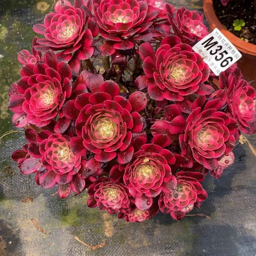 全部花朵356福利红铜嫩桩