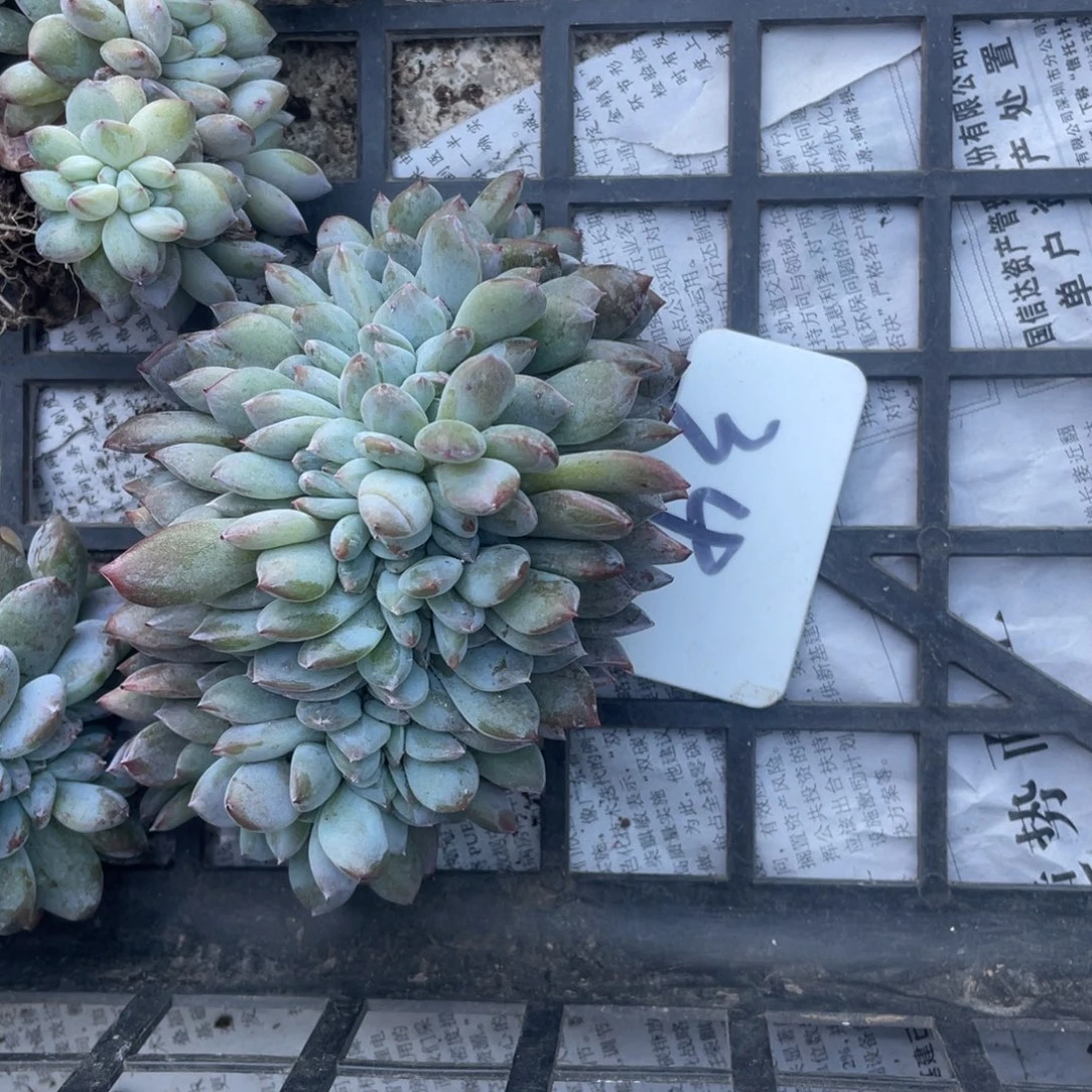 34号星影缀化多头