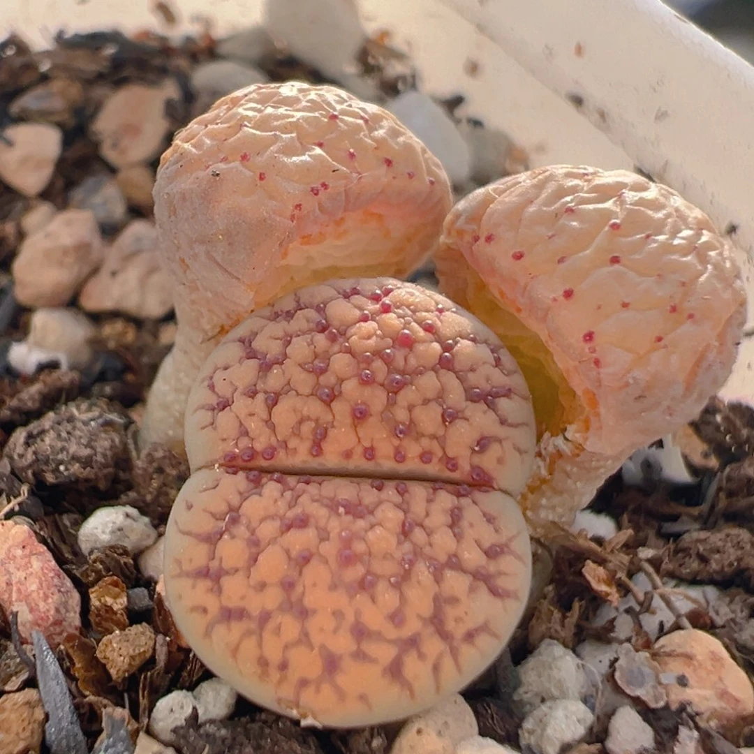 104多肉植物百科知识