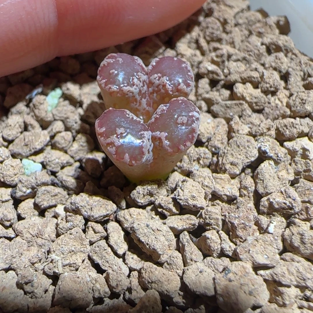 肉锥多肉植物组合-3km勋章677
