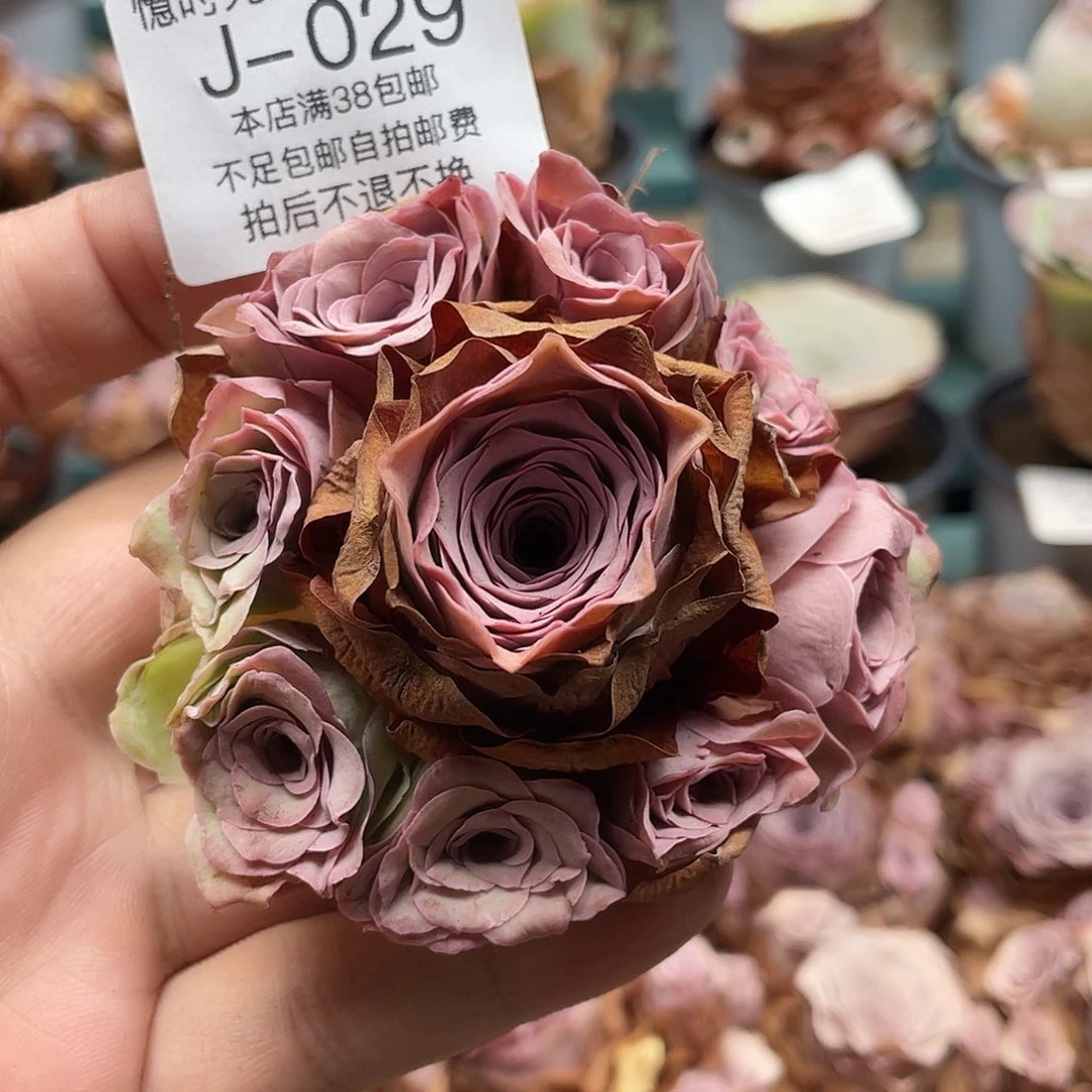 不知名福利029一物一拍