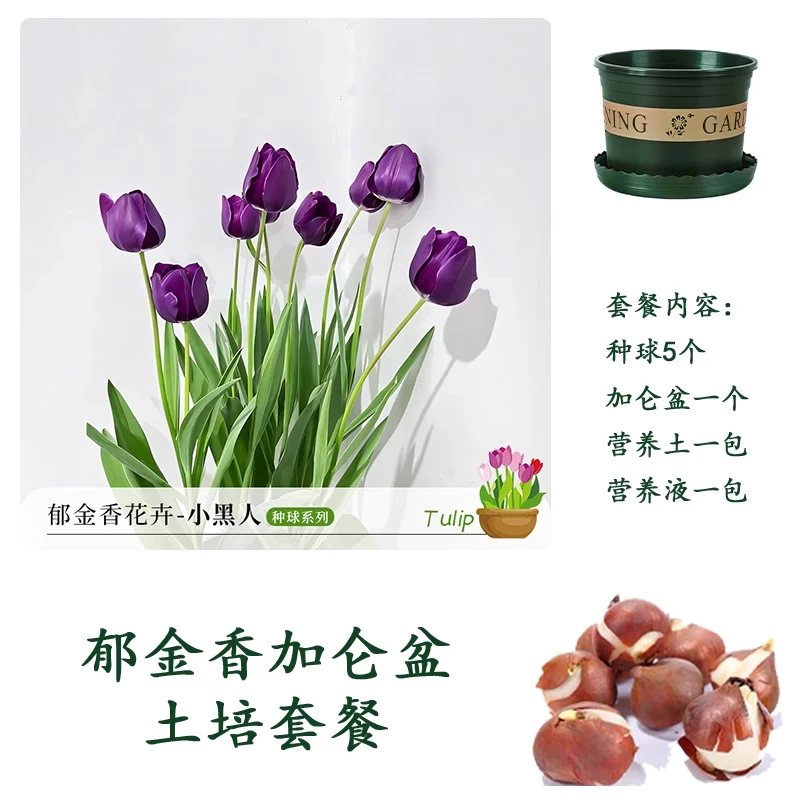 水培郁金香种球大号种子盆栽成活小黑人带芽土培种植开花进口正版