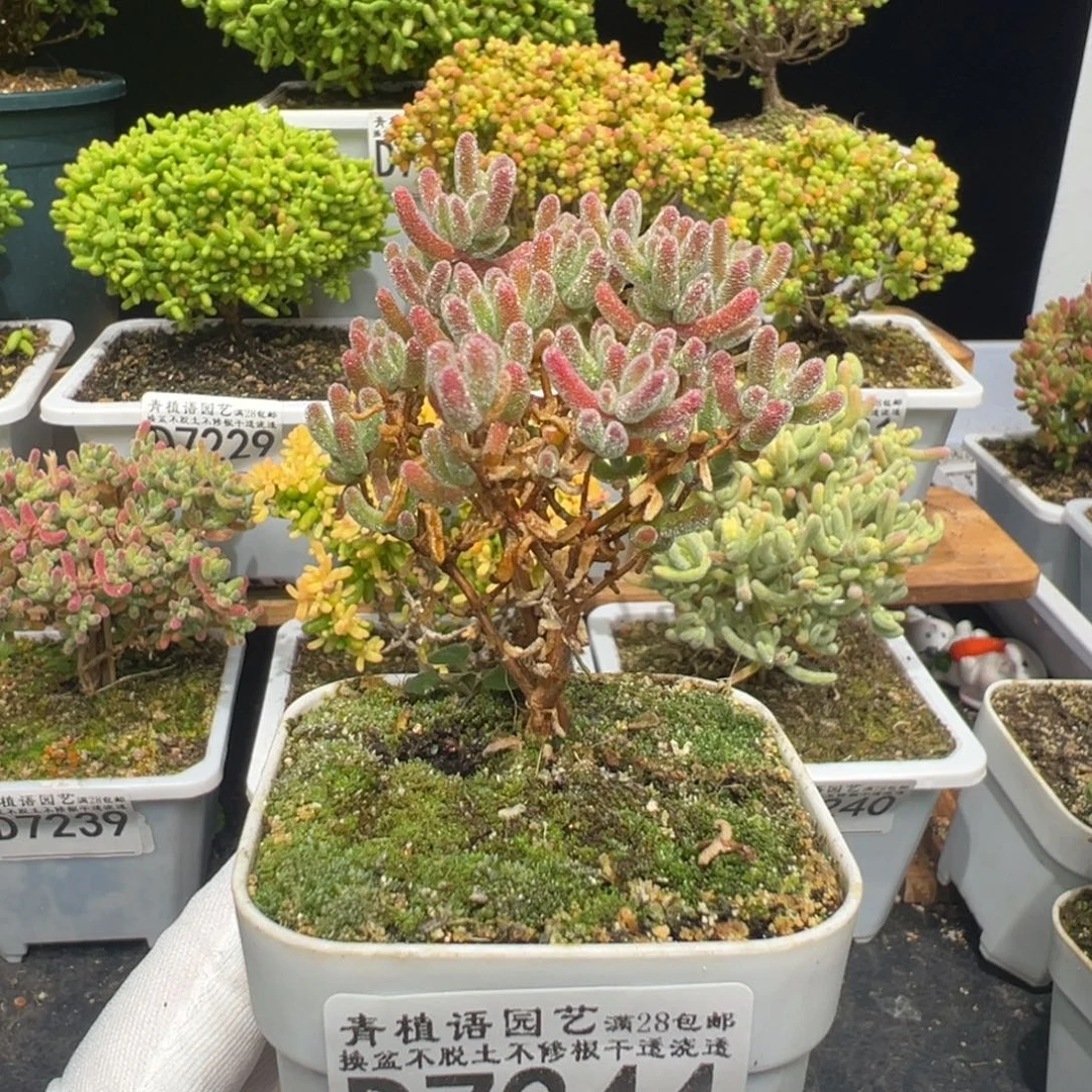 ****ᐝd7244草莓红冰晶枝干