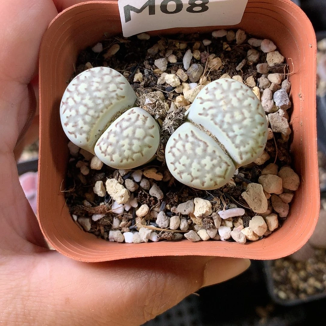 晨*M08多肉植物保护