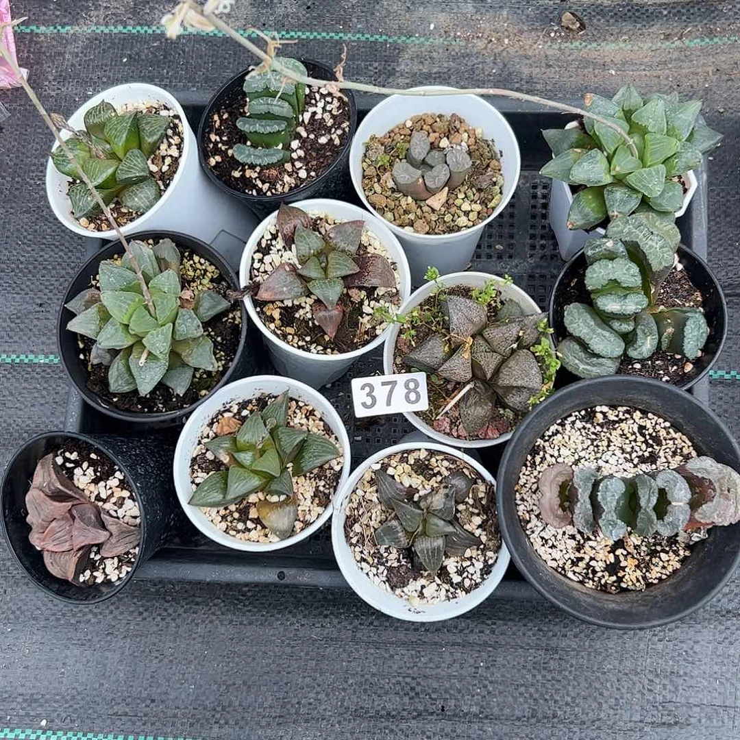 脱土带伤无根十二卷多肉植物