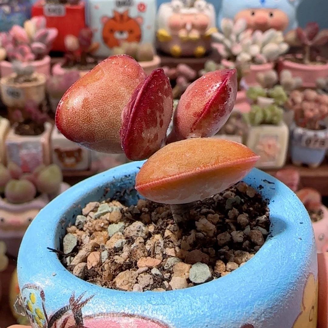 爱心水泡 盆口3.5cm