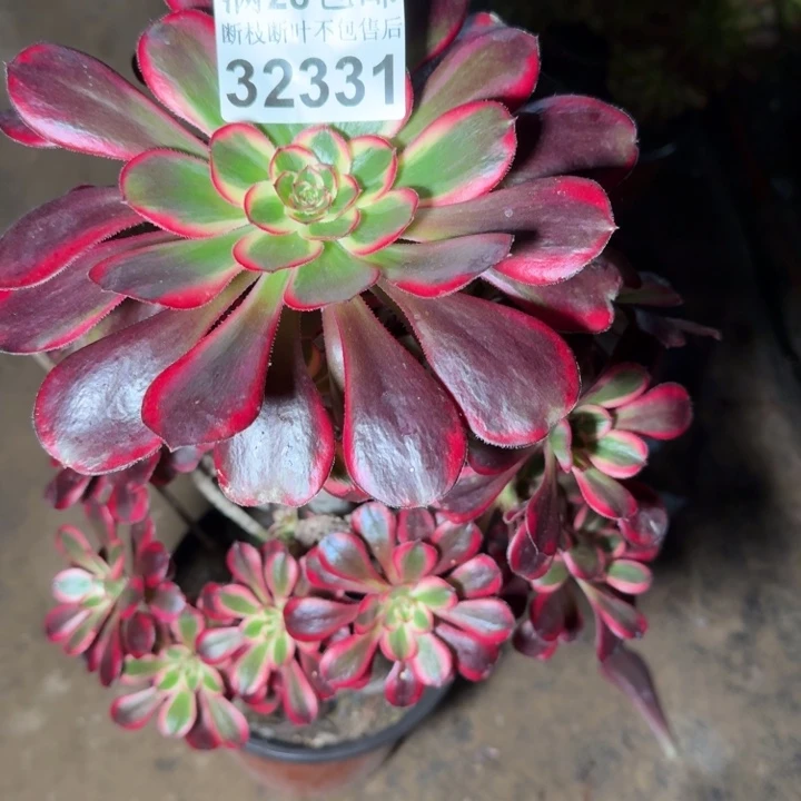 32331丽娜不包断枝