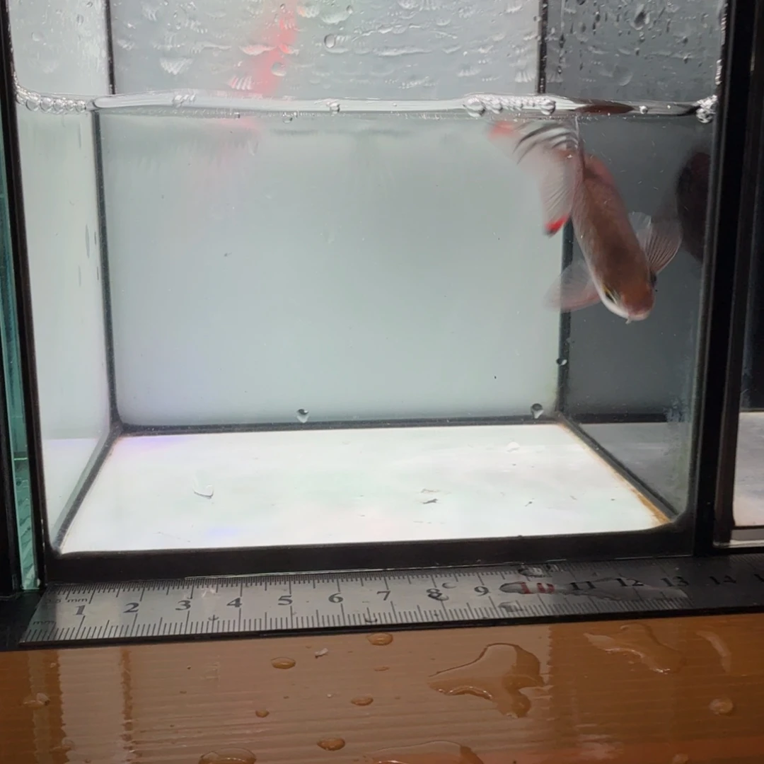 海水克里希那道金斯鲃