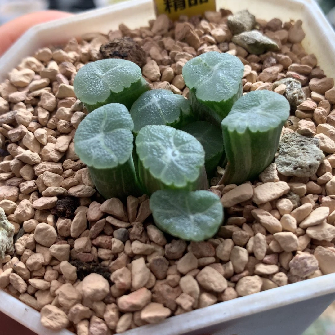 233万象锦多肉植物