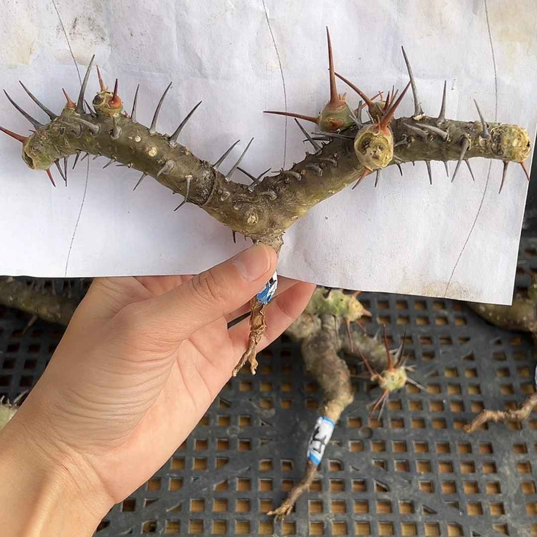 产地刺月界，一字马