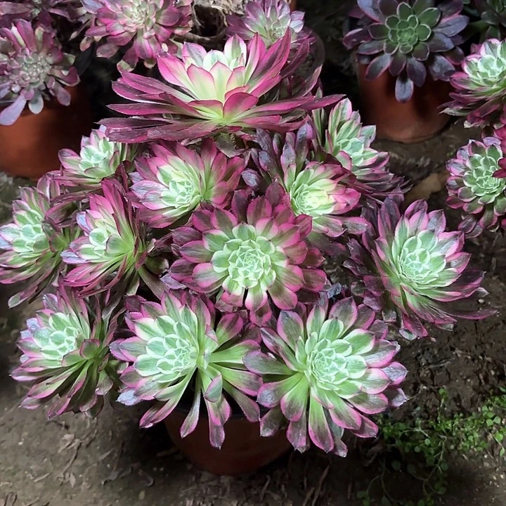 水**成多肉植物法师天合102