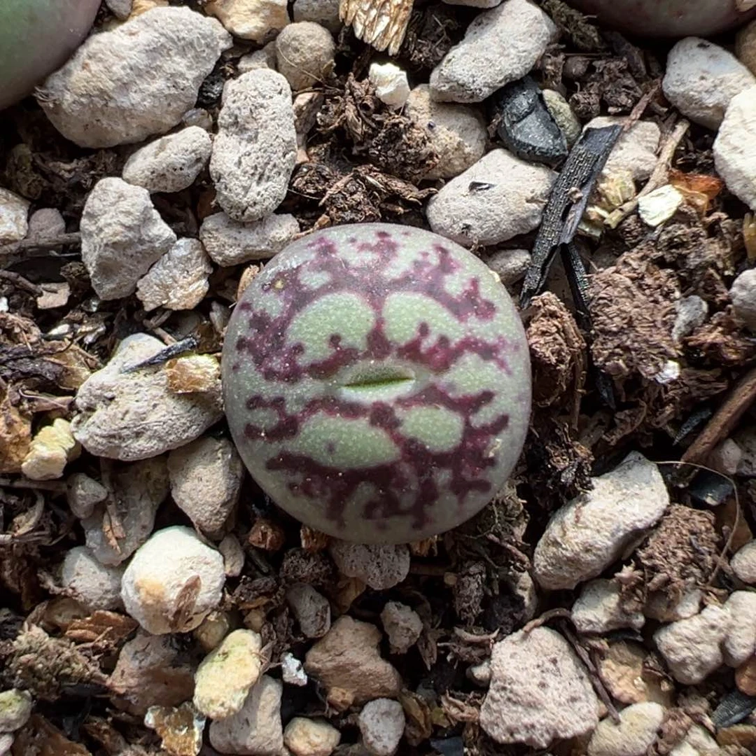 超级661多肉多肉