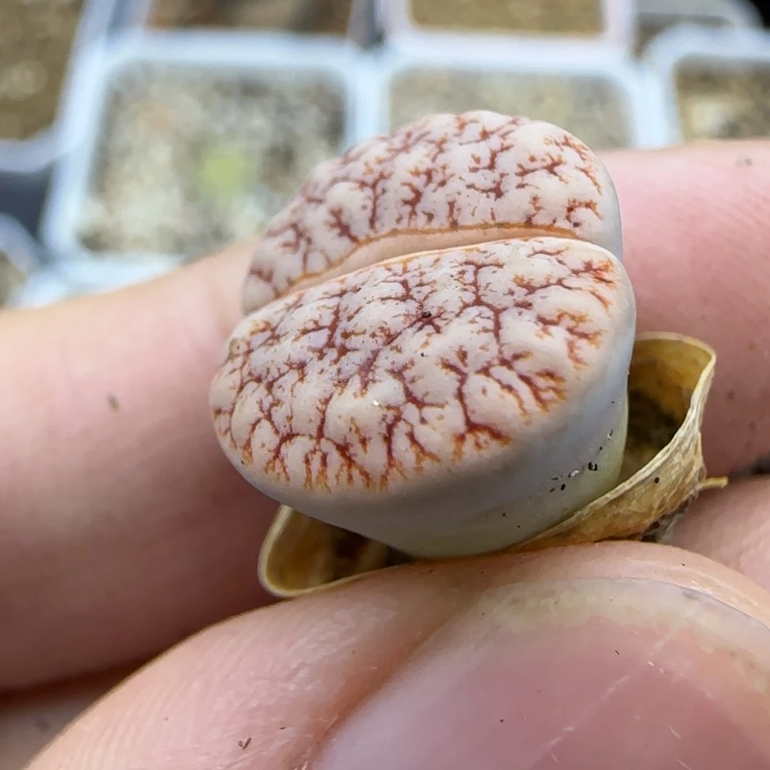 177 生石花大棚直播