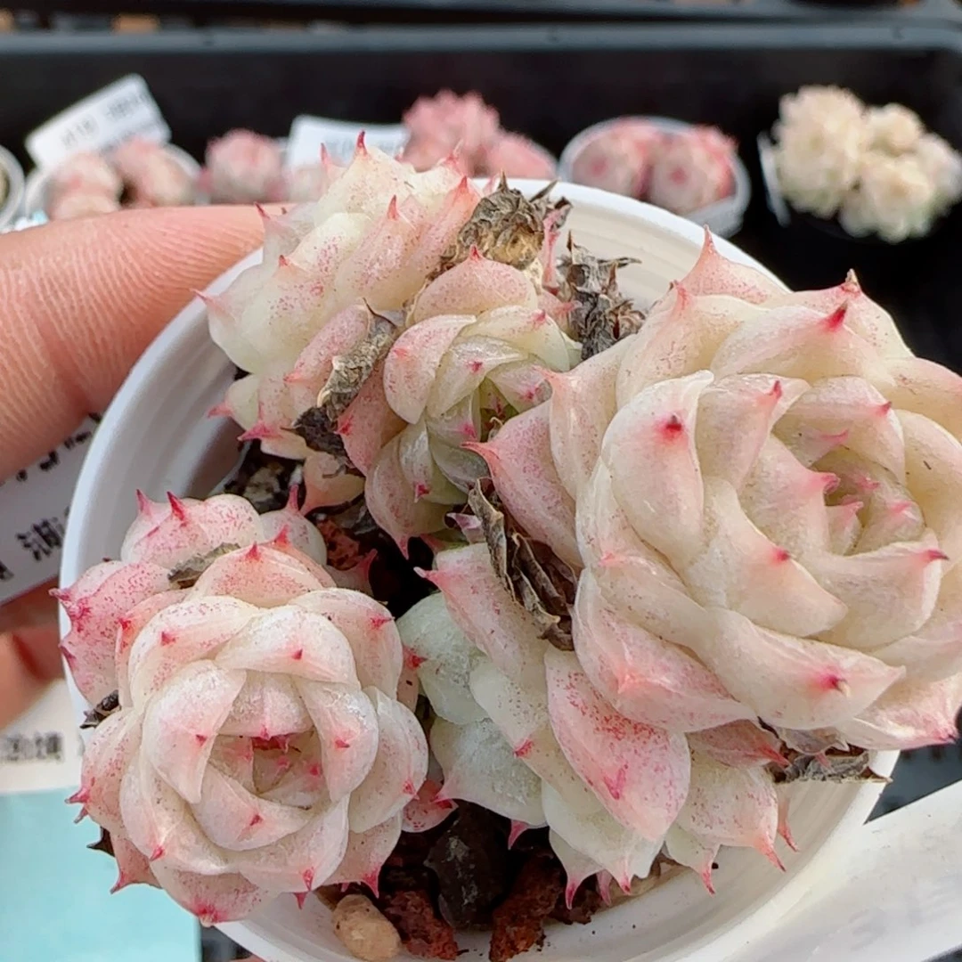 花语逸镜0326-427散