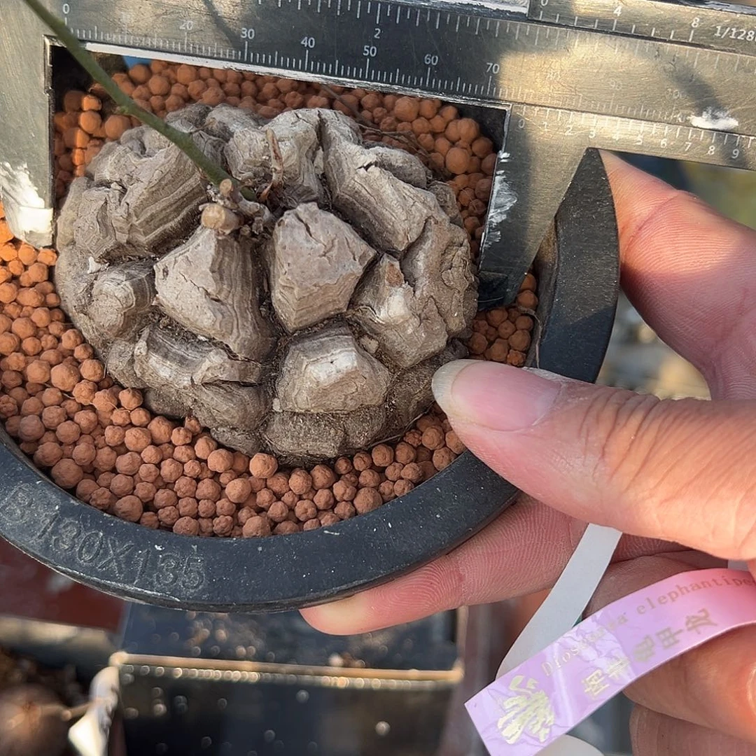 多肉植物专拍植物不退换 一物一拍 南非龟甲龙092