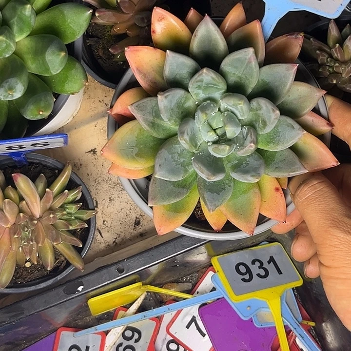 多肉植物红蛋单头074