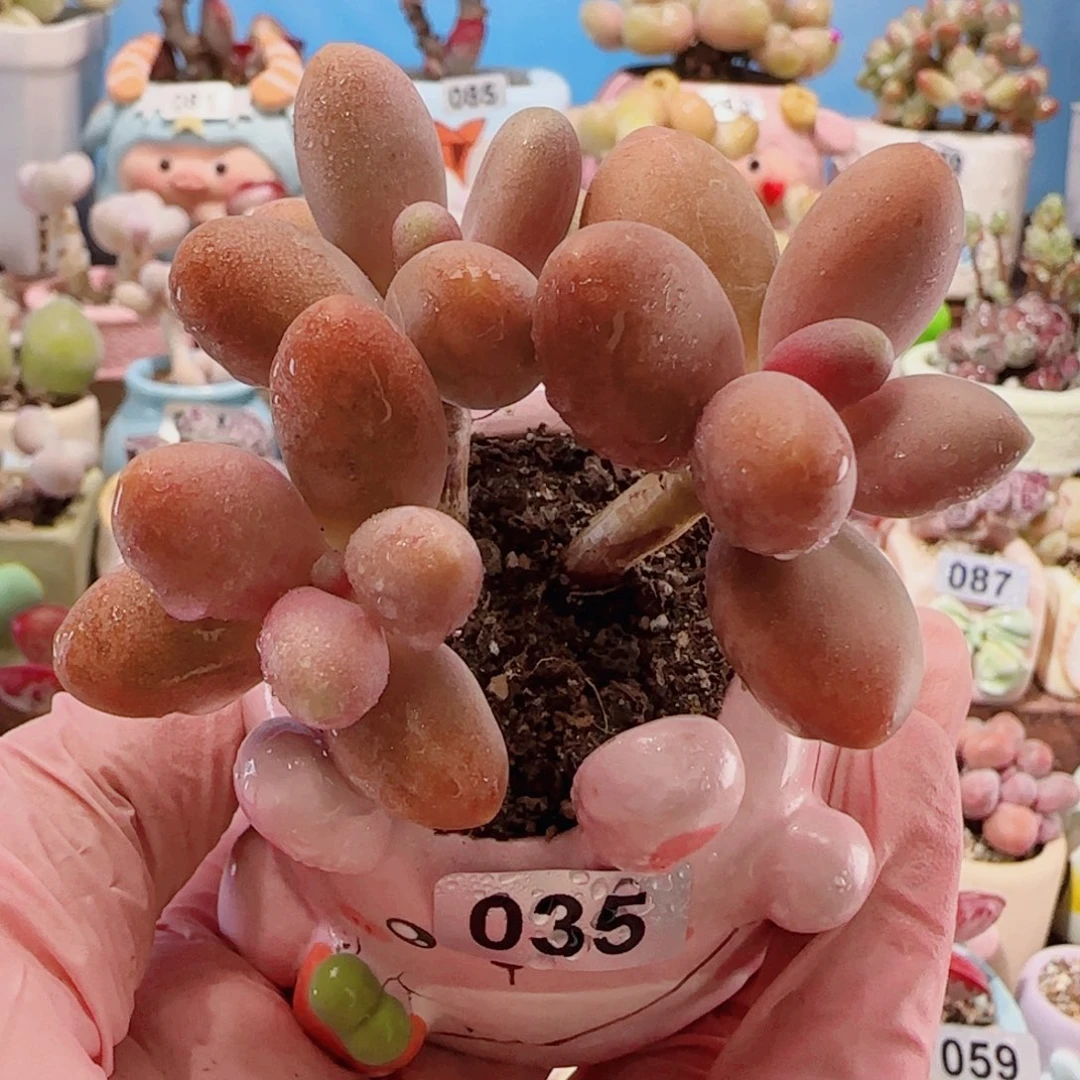 T糖果美人盆口3.5cm
