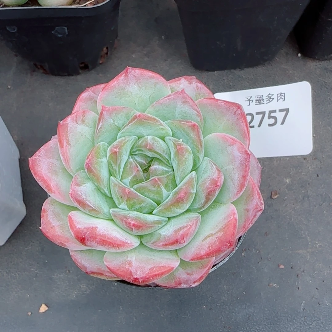 孤品福利，2757多肉植物