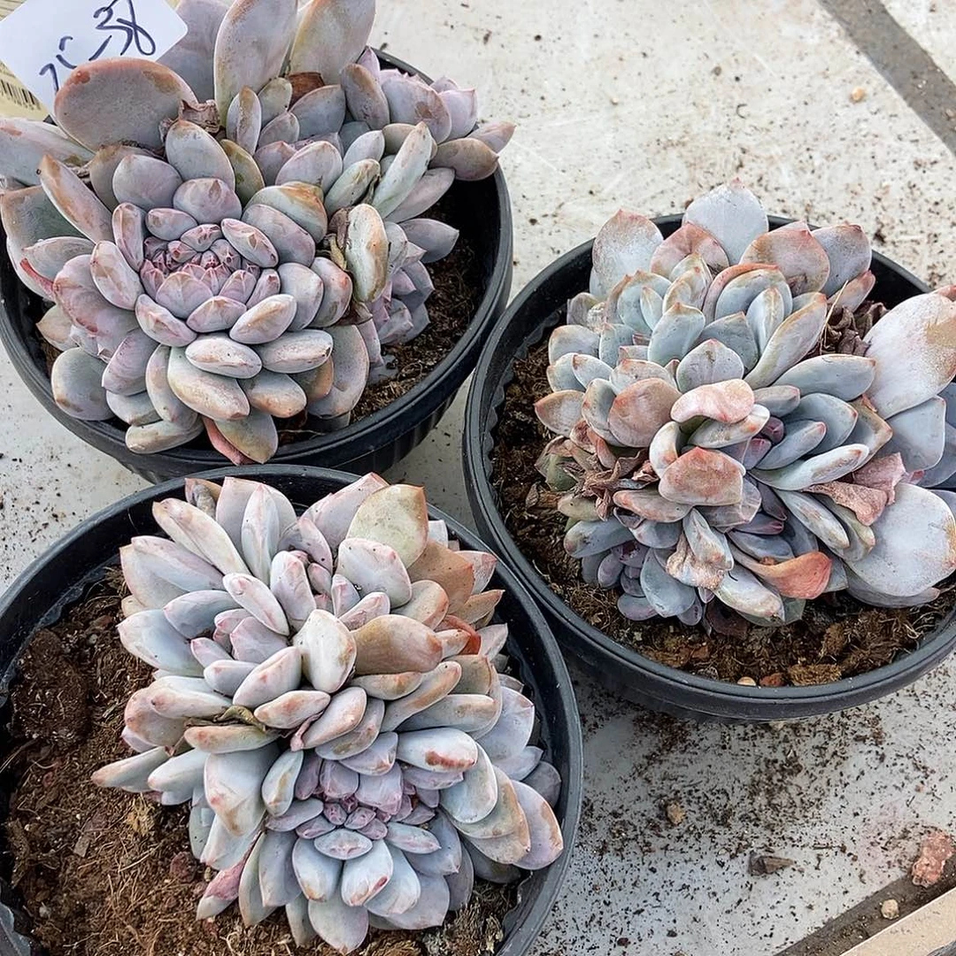 25-38石榴籽一物一拍3颗