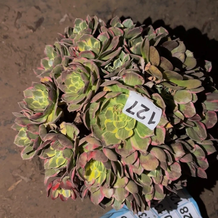127海仙多肉植物不售后