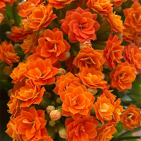 【安尼斯 12cm盆】重瓣大花