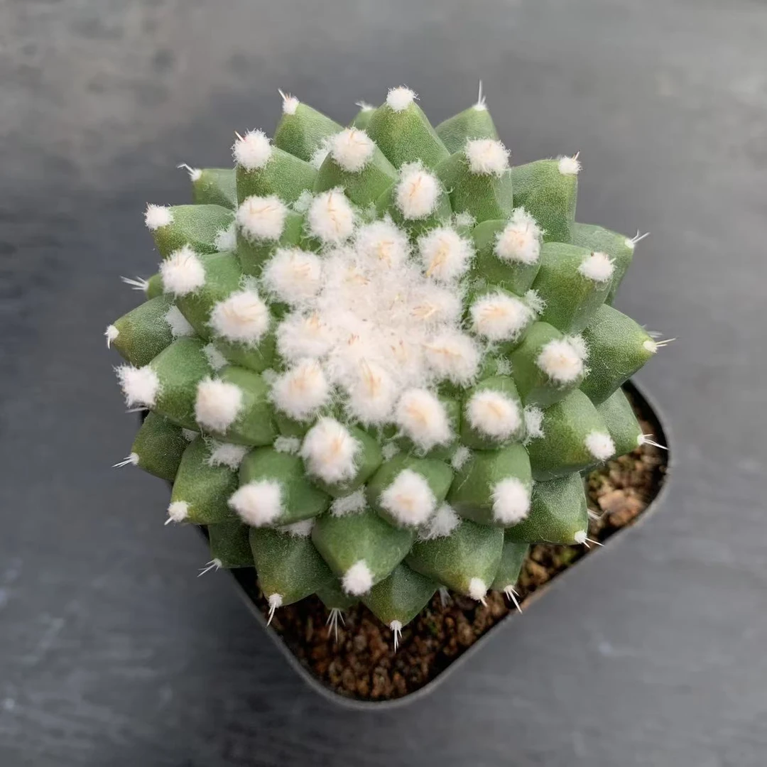 （满18包邮）小号雪糕仙人球3-4cm裸根发货