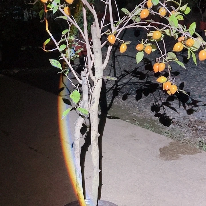 辉***5无花朵70个哥哥哥哥哥哥