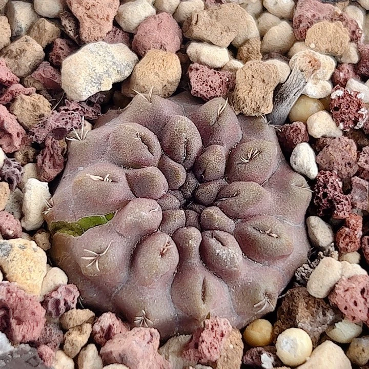 雷头玉实生仙人球