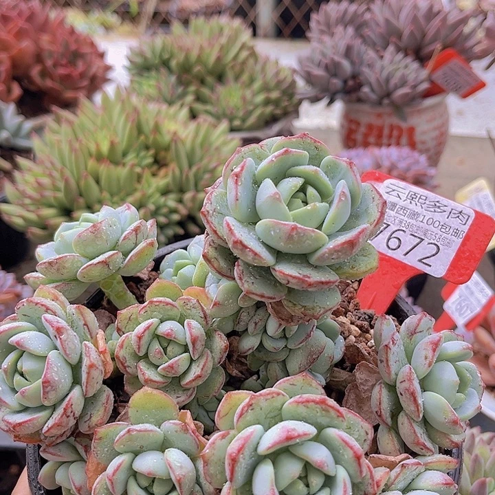 7672香草。