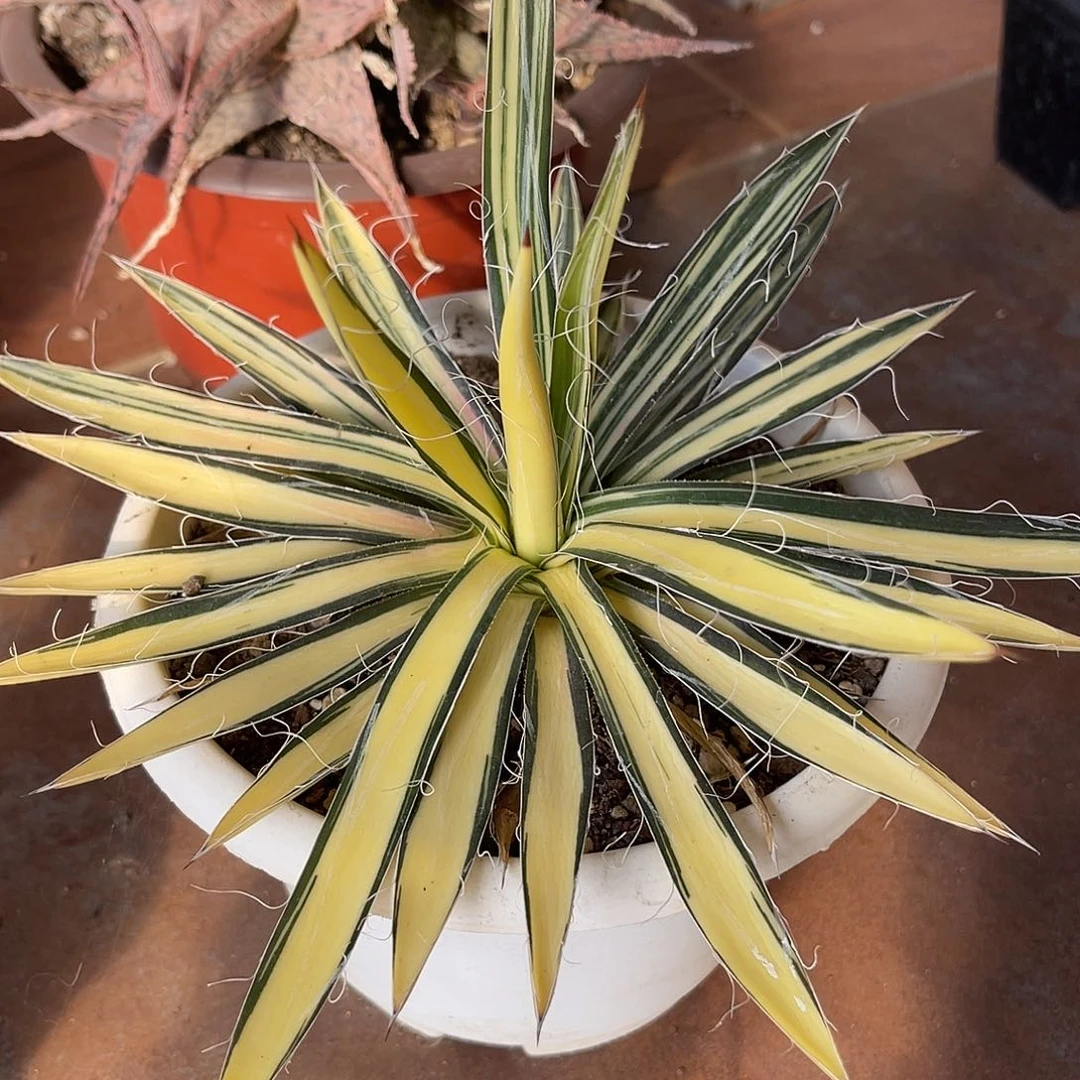 王妃乱雪黄中斑龙舌兰