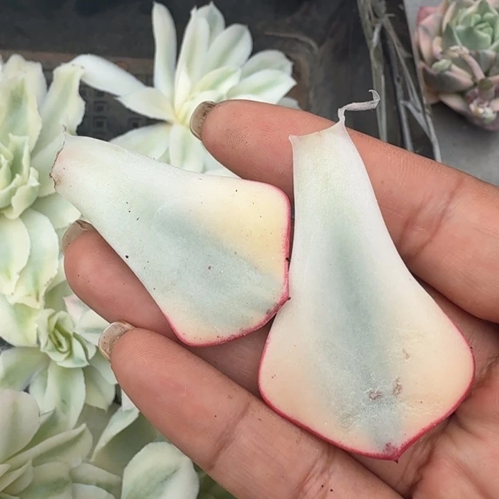 一颗剑斯诺娃锦 一组叶片