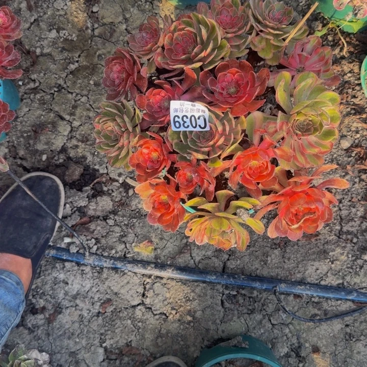 万七彩花25-25包邮花花