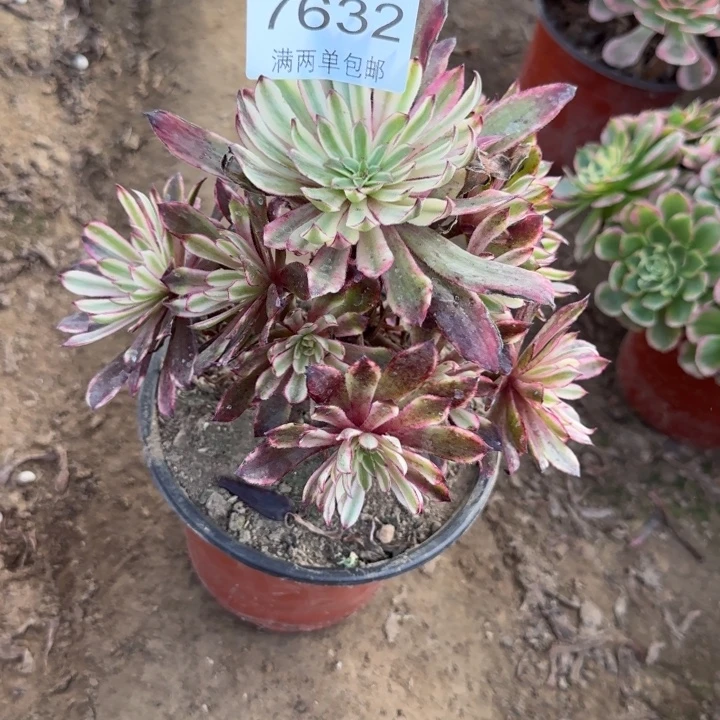 7632仙墨多肉植物