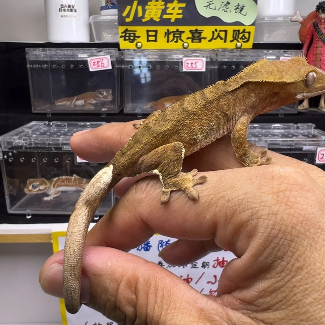 睫角守宫原色波点