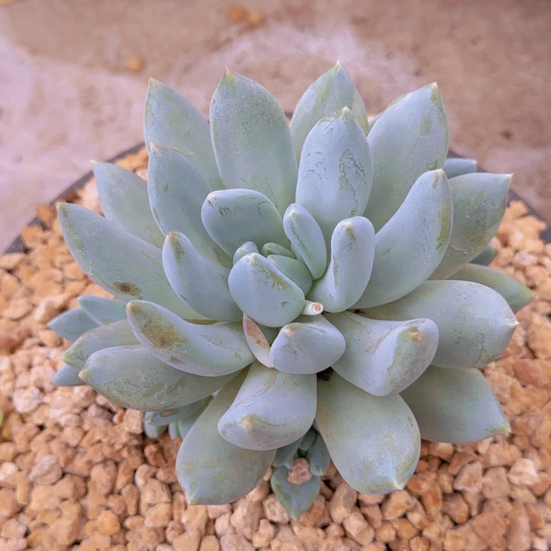 知***知足常乐姐姐多肉植物